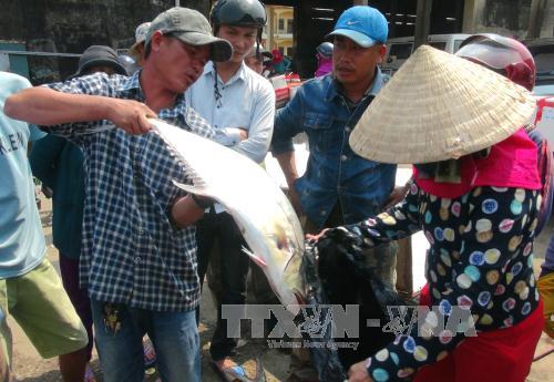 Ngư dân Quảng Trị ra quân khai thác vụ cá Nam ảnh 1